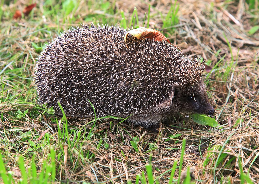 Photograph by Николай Протасеня