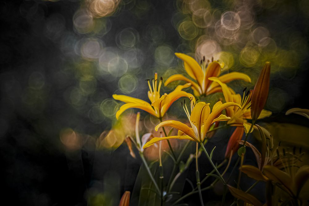 Photograph by Алена Полетаева