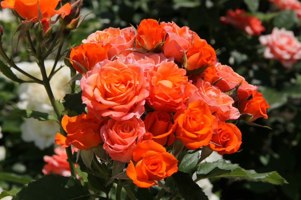 Photograph by София Лаврентьева