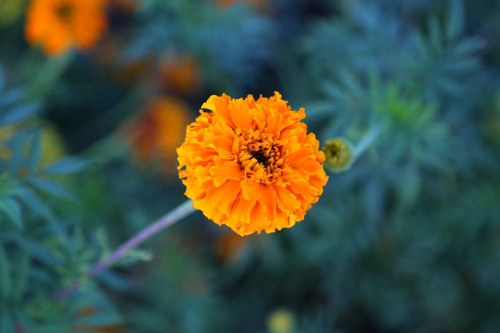 Photograph by София Лаврентьева