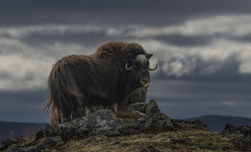 Photograph by Ernestas Balcikonis