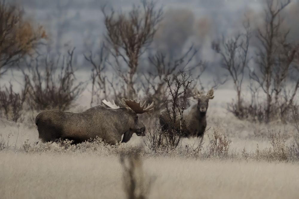 Photograph by Ernestas Balcikonis