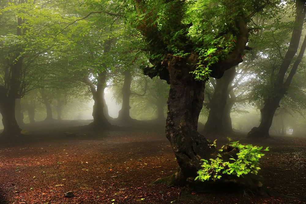 Photograph by Zahra jouri