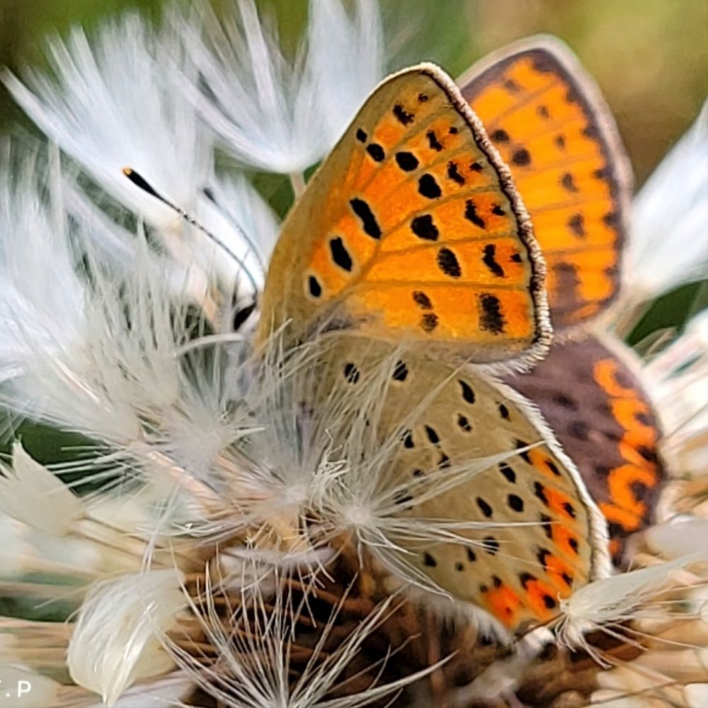 Photograph by Catherine Walter-Prêtre