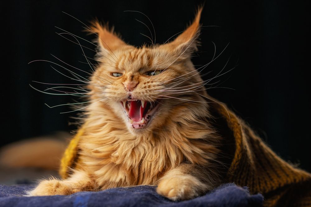 Photograph by Зубкова Юлия