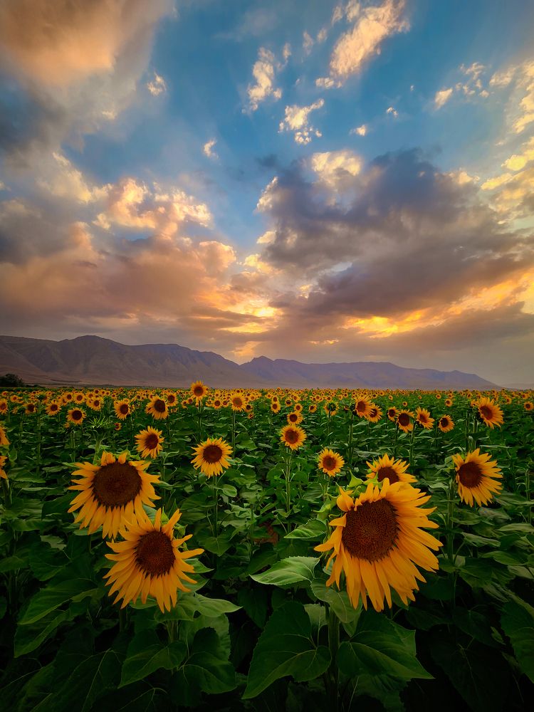 Sunflower farm