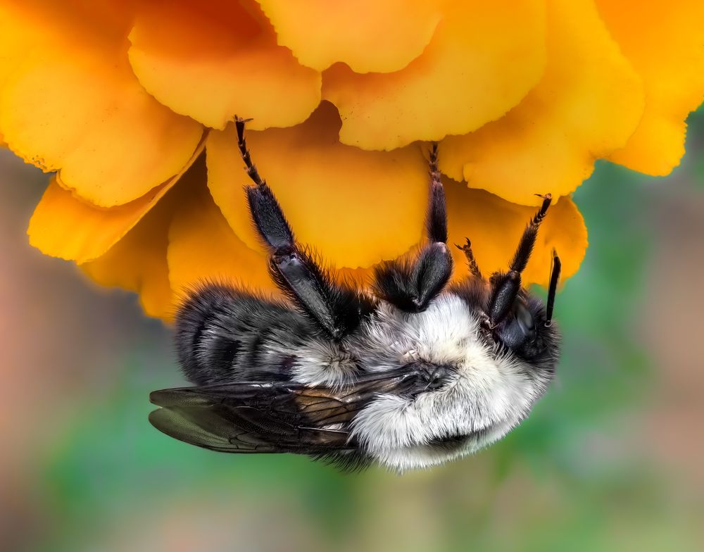 Photograph by Atul Saluja