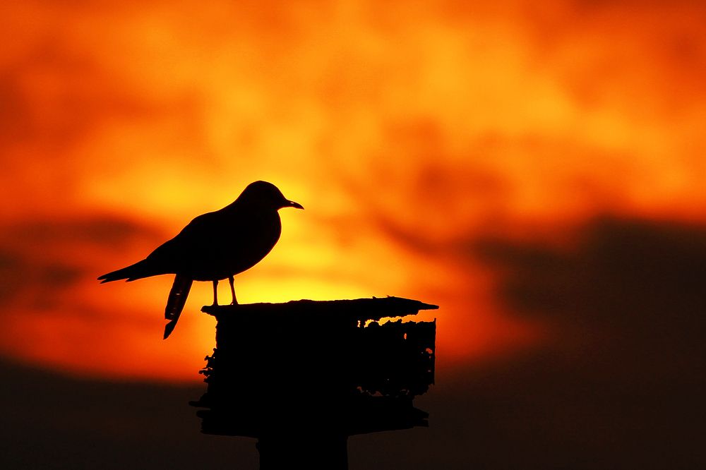 Photograph by hasan sorena jouri