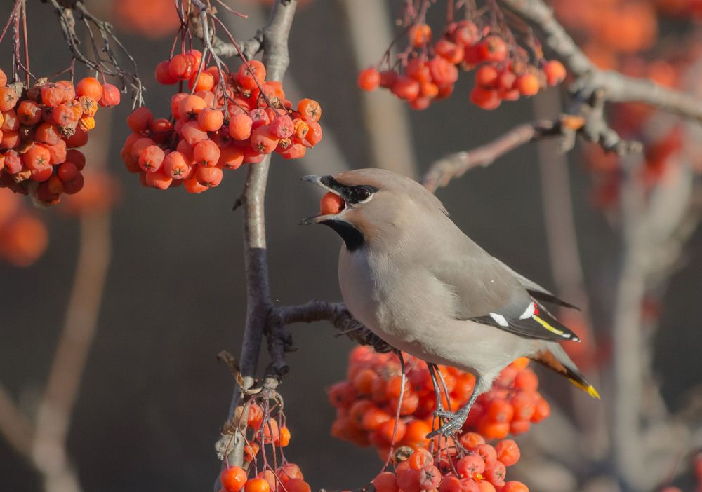 Photograph by Koledova Irina