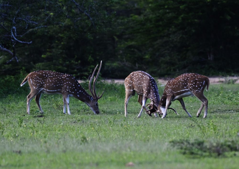 Photograph by Shirley irantha Sooriyaarachchi