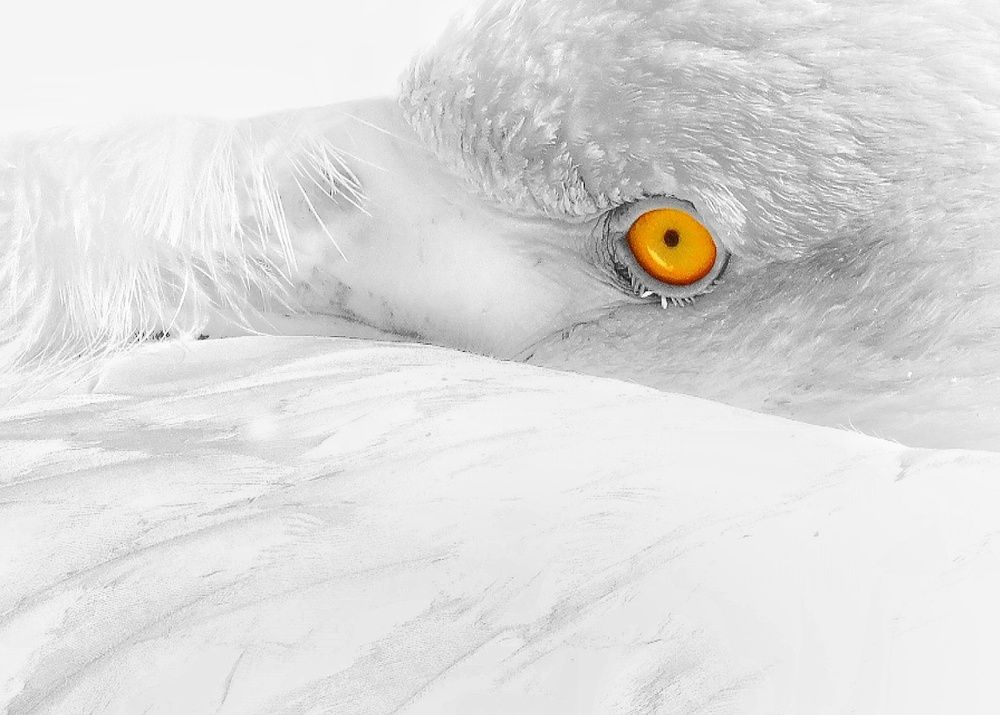 Photograph by Amin Ghaffarian