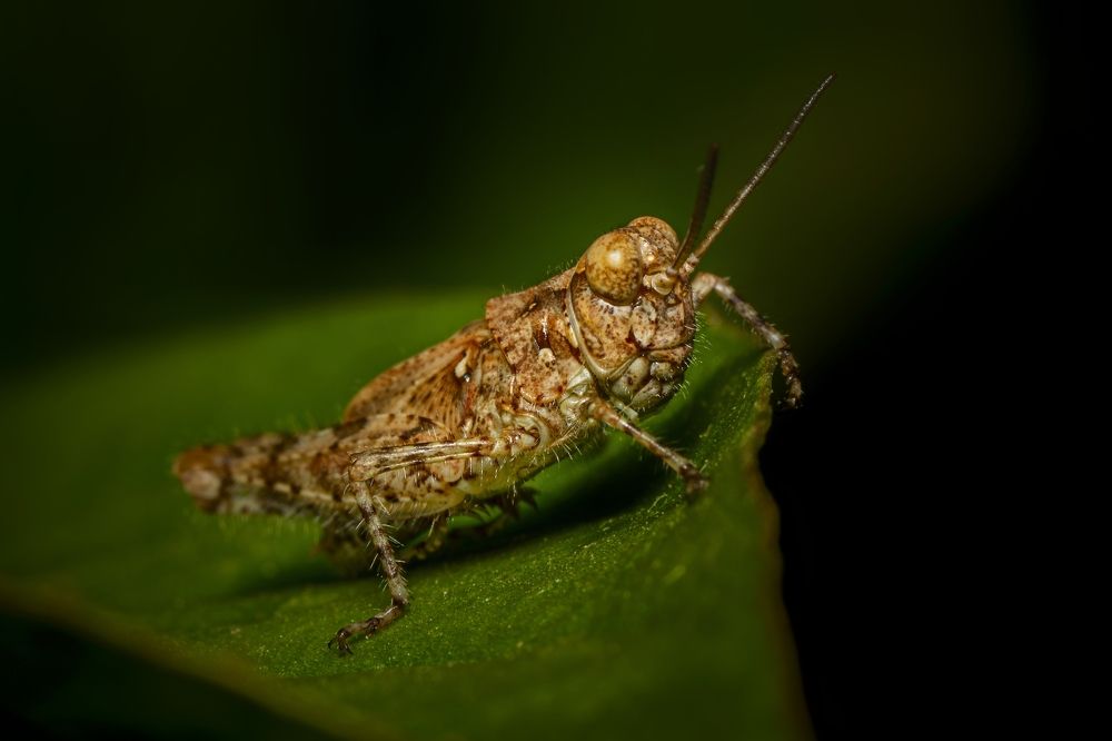 Photograph by mahadevan Arige