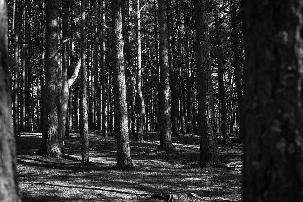 Photograph by Елизавета Турутина