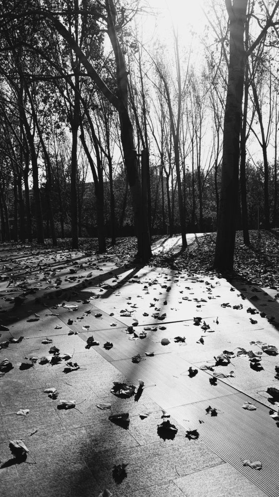 Shadows of the autumn