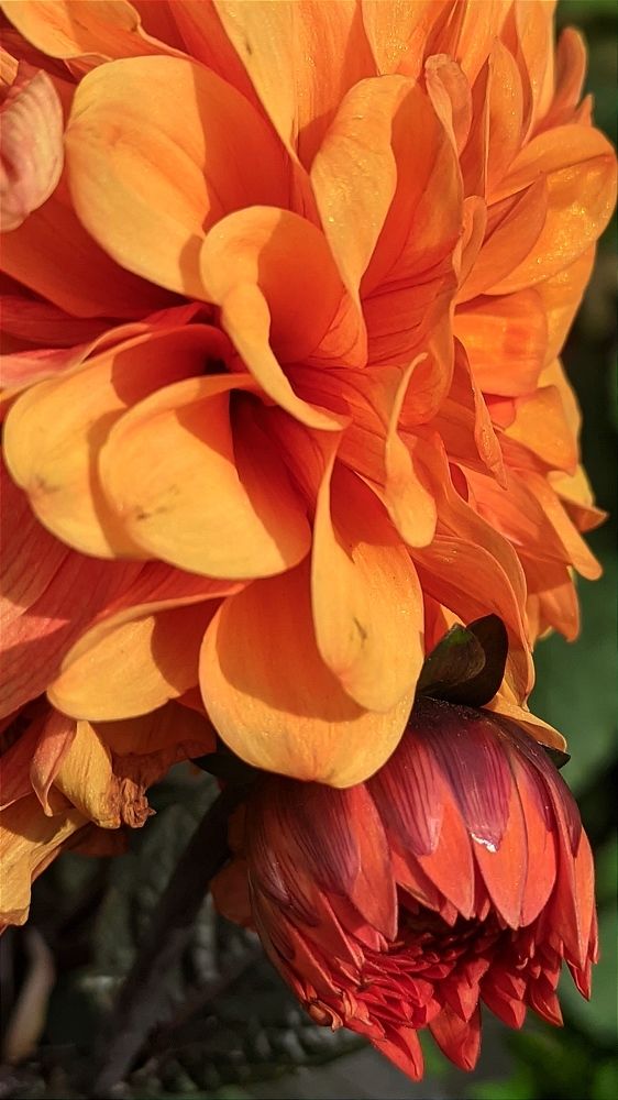 Фотография автора Васильева Ирина