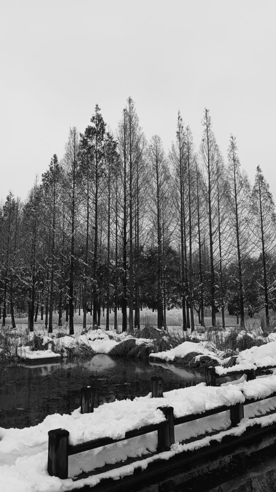 Beauty of the winter