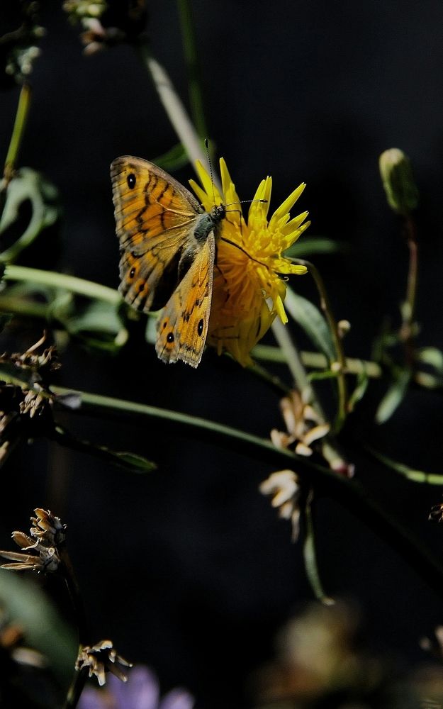 Photograph by Ирина Тихая