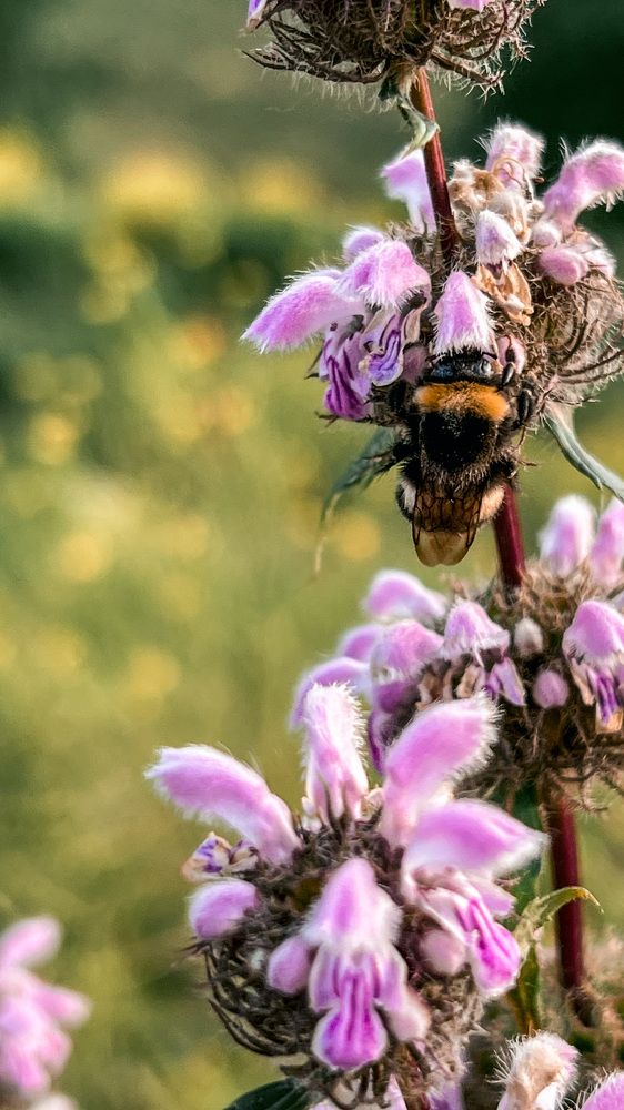 Фотография автора Ирина Павлова