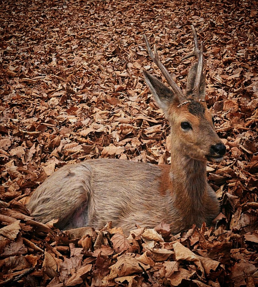 Хорошая маскировка.