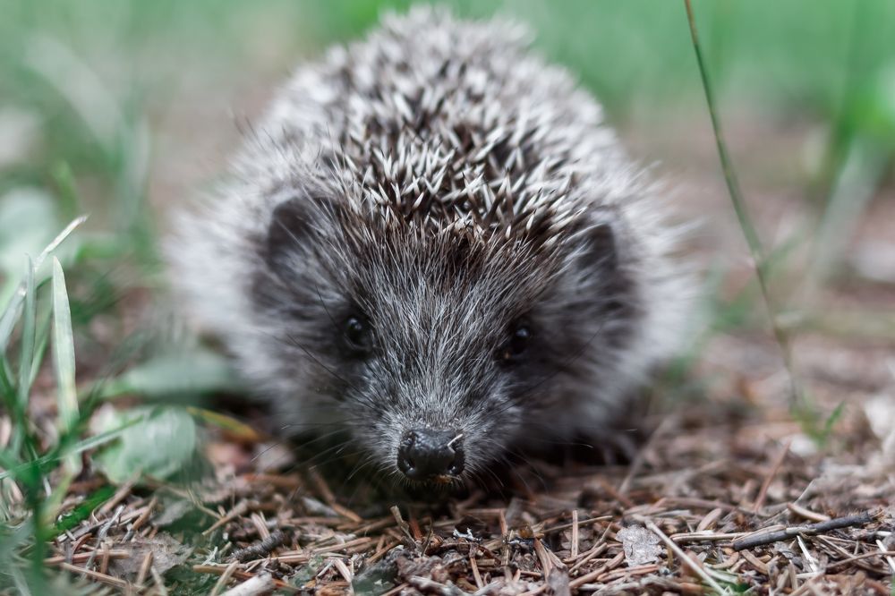 Photograph by Ольга Осинина