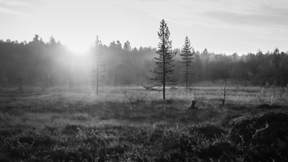 Сны леса: Пробуждение