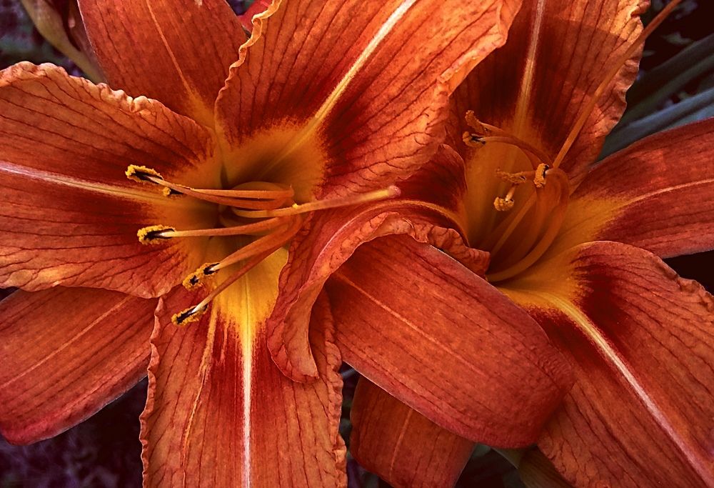 Фотография автора Ольга Кунакова