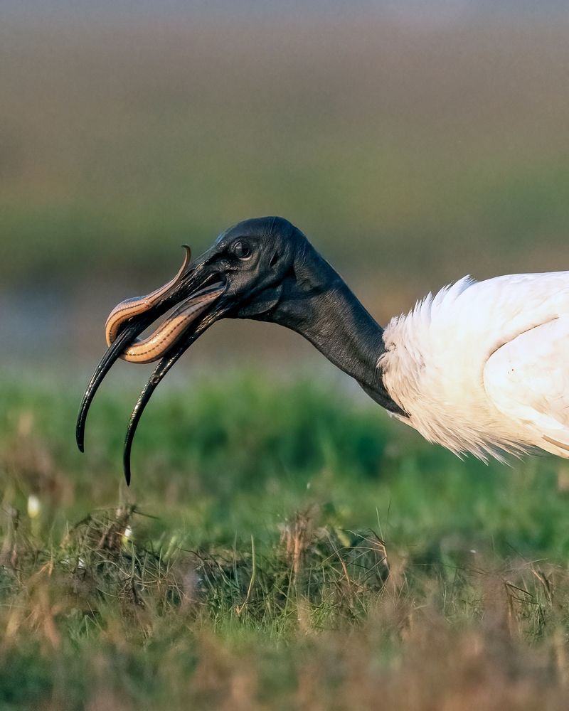 Photograph by Sourav Ganguli