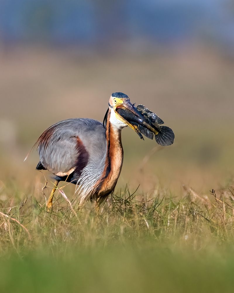 Photograph by Sourav Ganguli