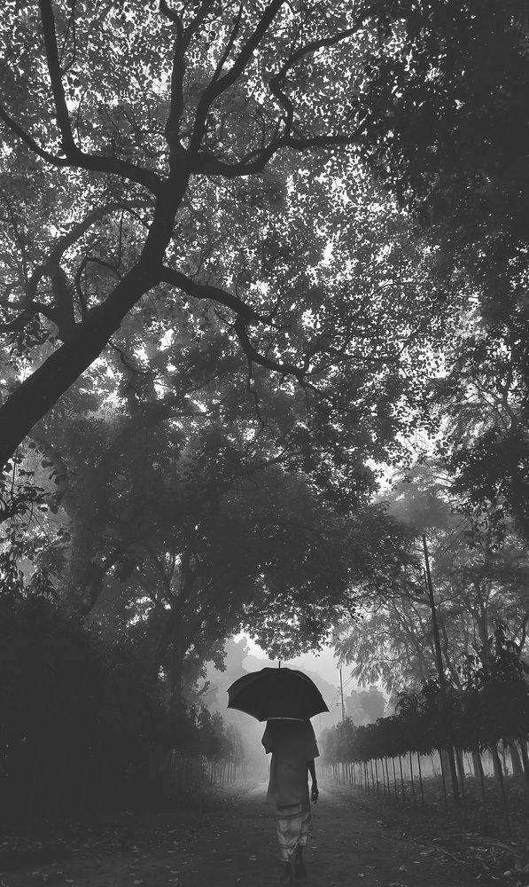 Photo #11497930