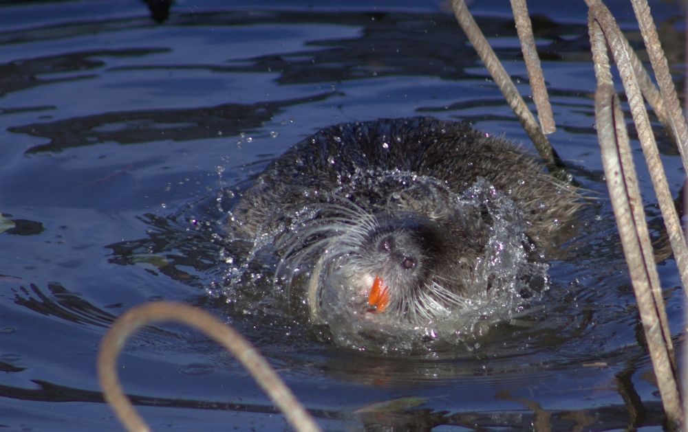 Photograph by Светлана Кравченко