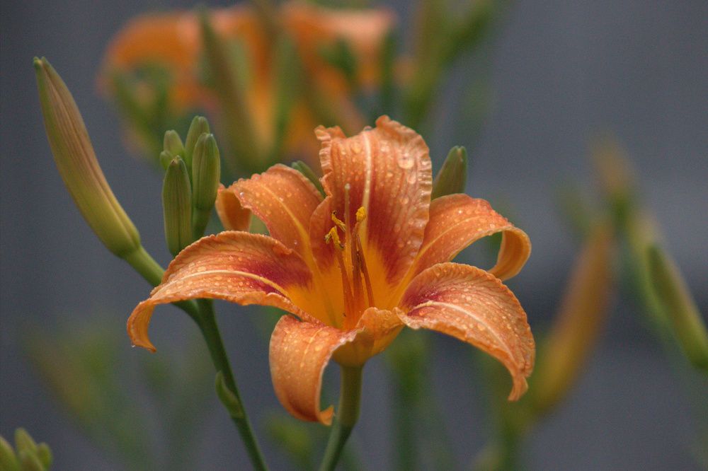 Photograph by Светлана Кравченко