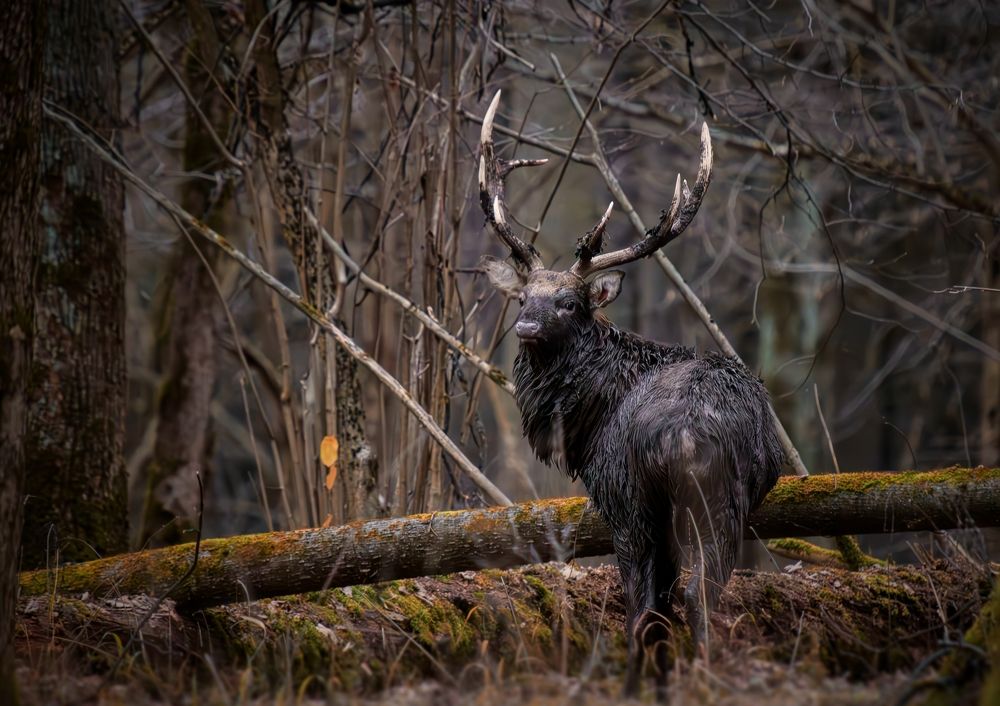 Photograph by Daria Basova