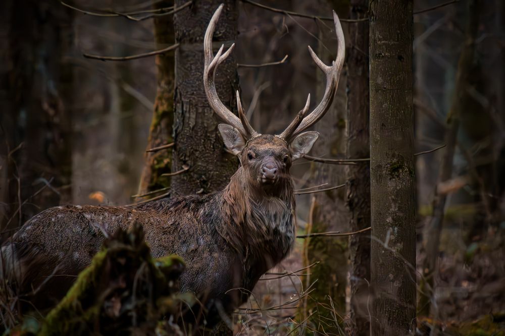 Фотография автора Daria Basova