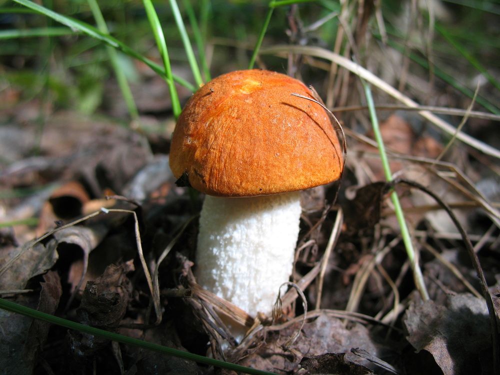 Подосиновик