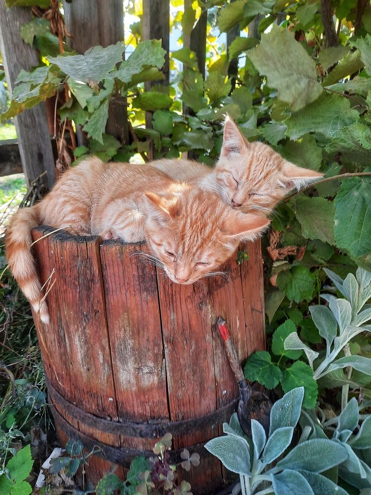 Photograph by Светлана Моисеева