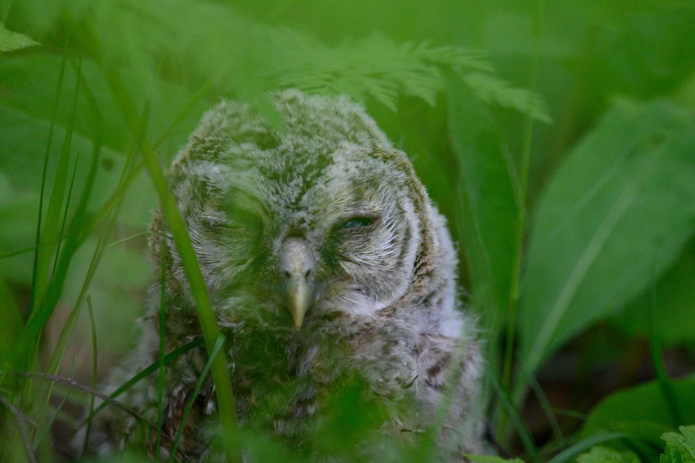 Фотография автора Мария Уланова