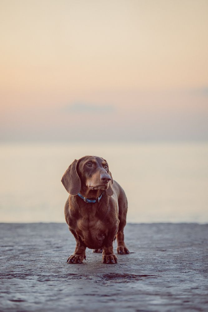 Фотография автора Ольга Тенилова