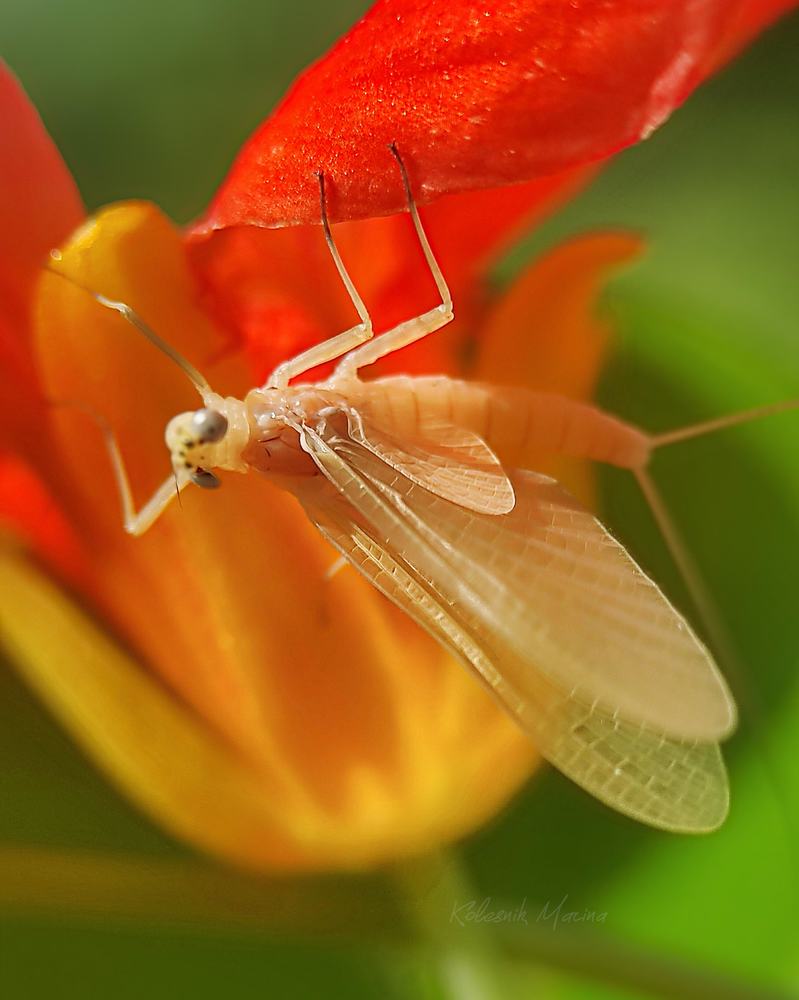 Фотография автора Марина Алексеевская
