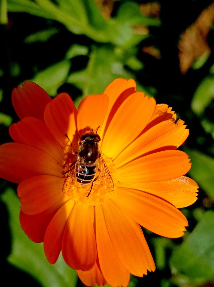 Photograph by НИНА АВЕРЬЯНОВА