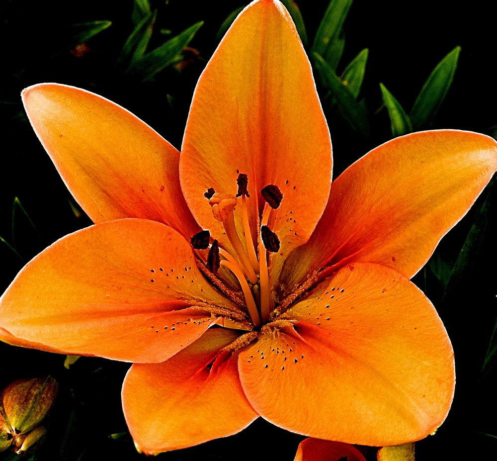 Photograph by НИНА АВЕРЬЯНОВА