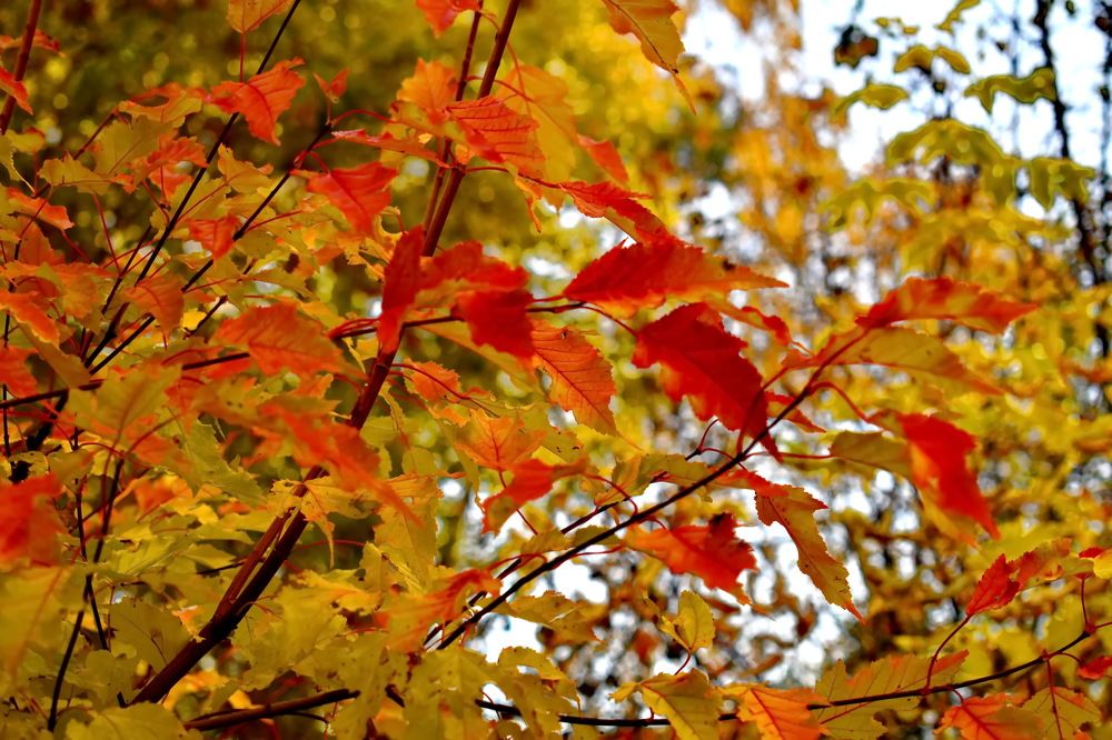 Photograph by НИНА АВЕРЬЯНОВА