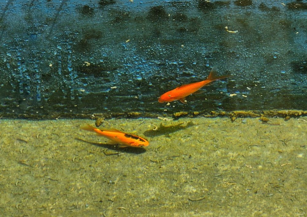 Фотография автора Samane Naji