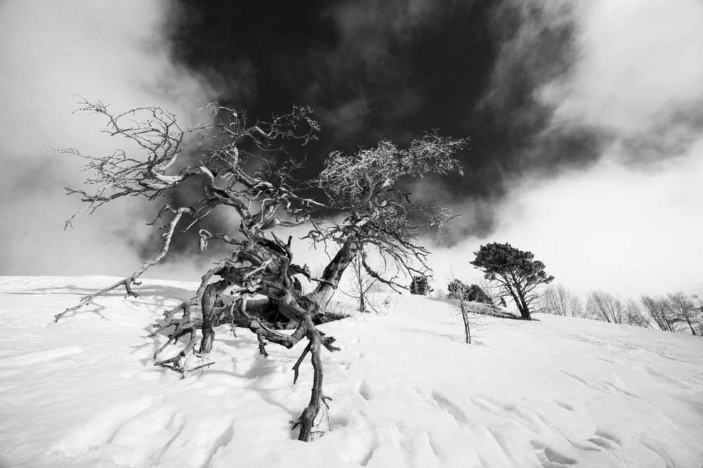 Photograph by Алексей Пирязев