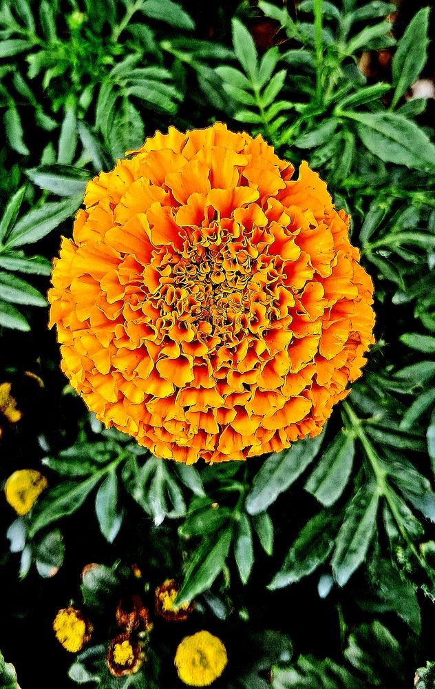 Photograph by FELOMINA ENDEREZ