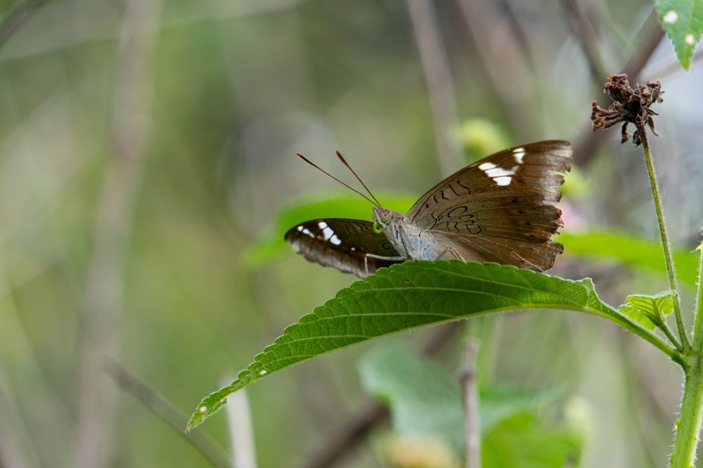 Message on the wings
