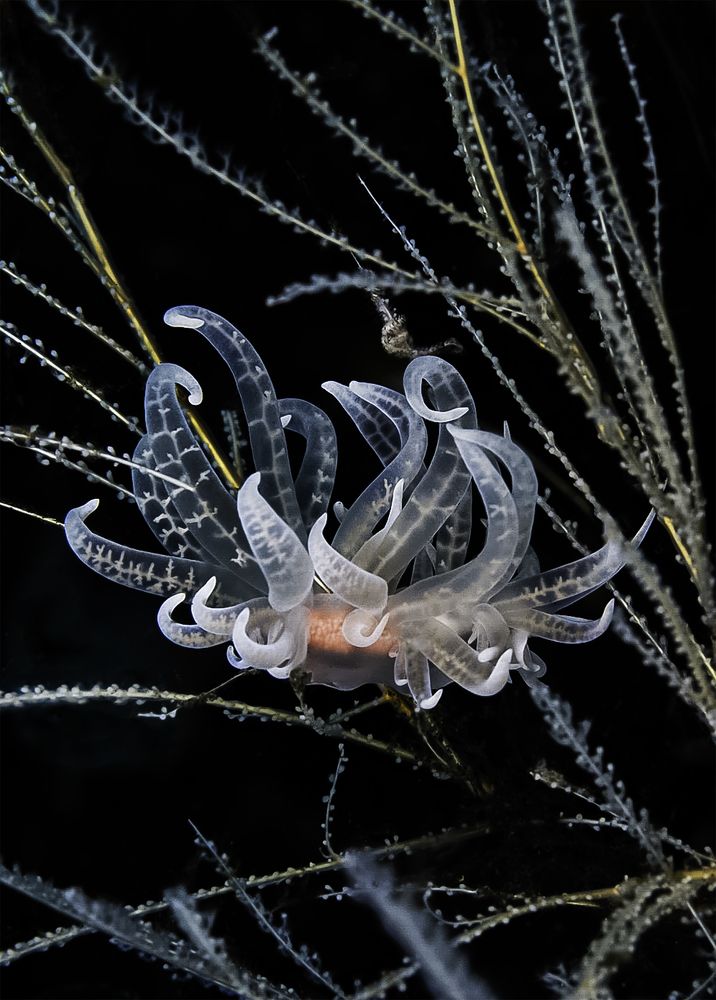 Photograph by Antonina