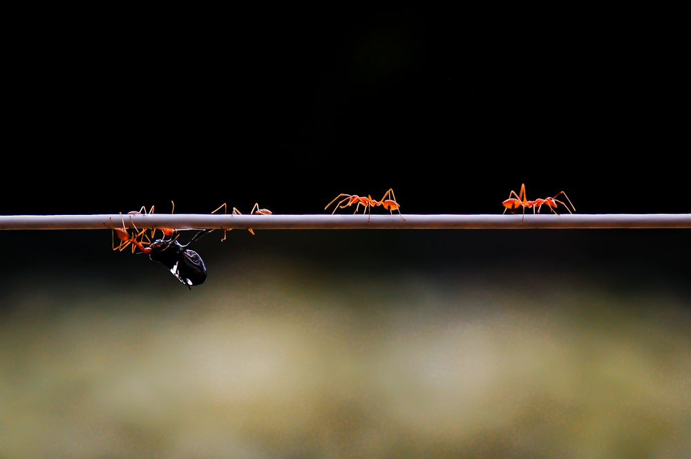 Photograph by shabu joseph