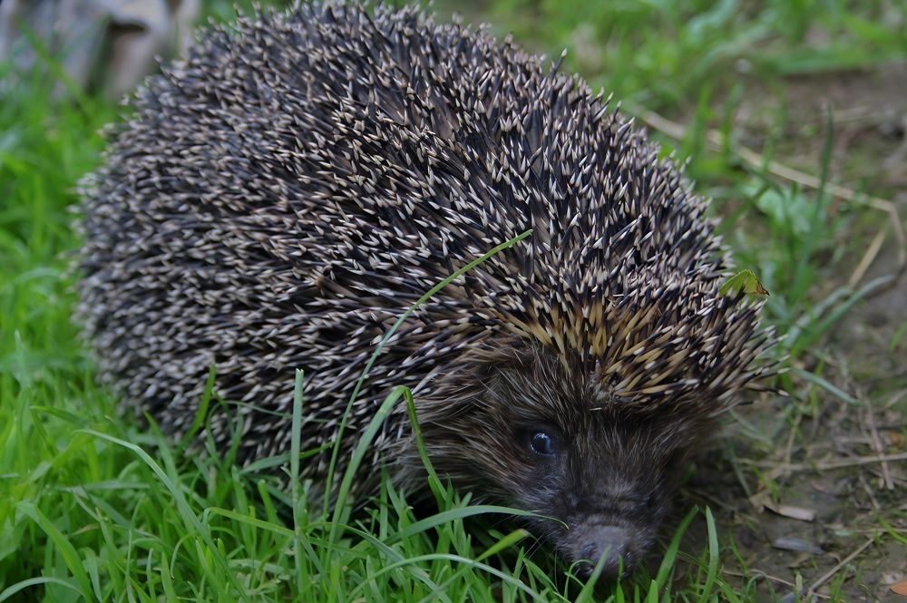 Photograph by Анастасия Иванцова