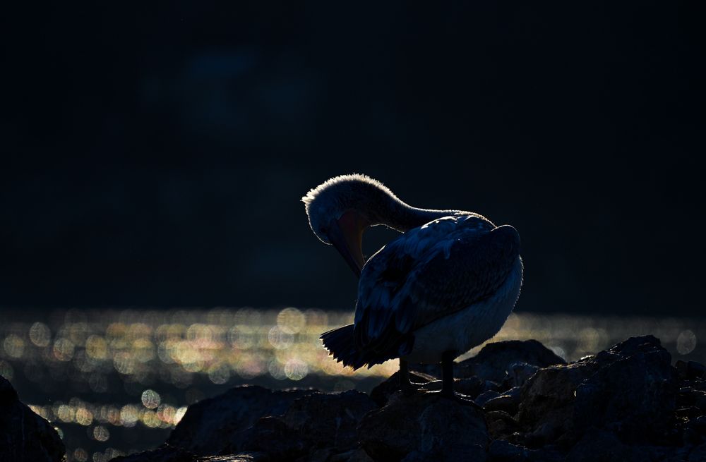 Photograph by nimalan subramaniam