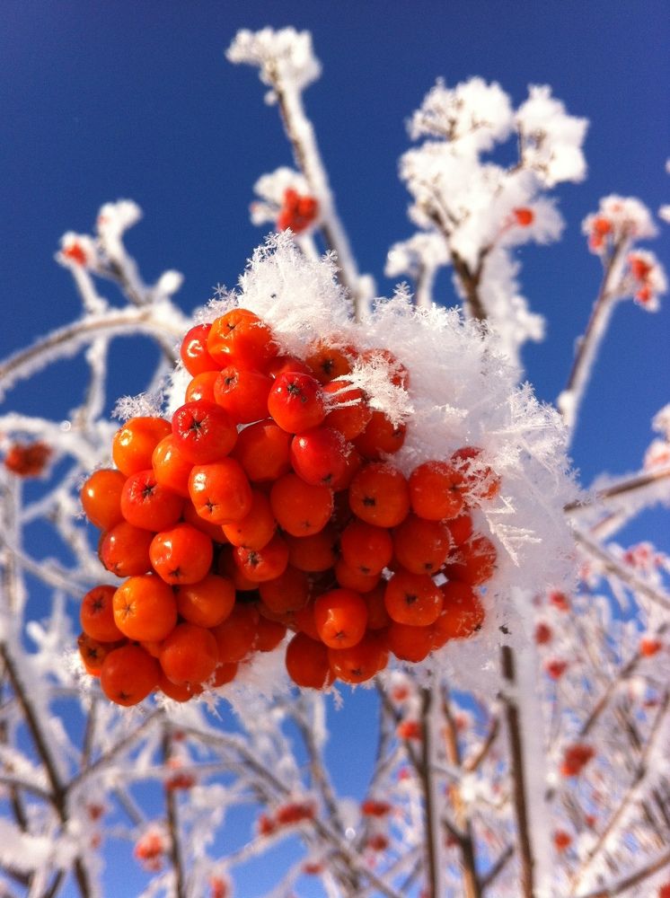 Фотография автора Елена Александрова